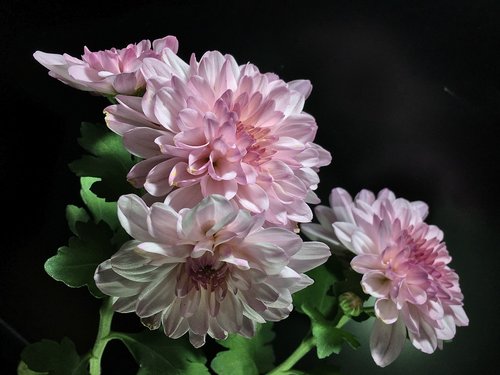 pink petals  chrysanthemum  flower