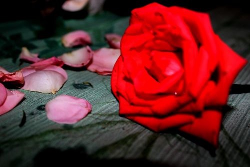 Pink Petals And Red Rose