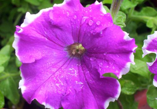 Pink Petunia