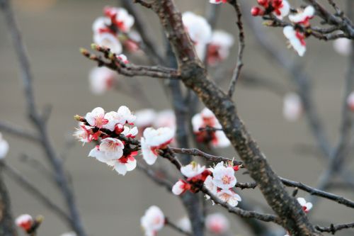 Pink Plum Blossoms