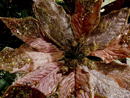 Pink Poinsettia