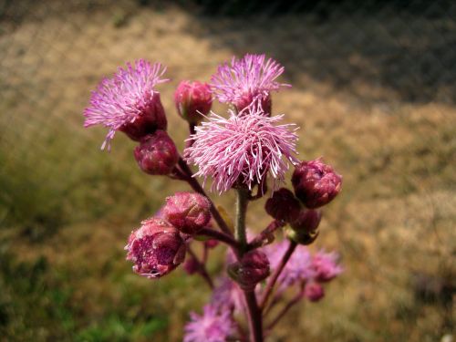 Pink Pom-pom Flower And Buds