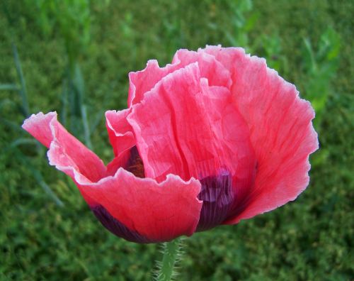 pink poppy flower crop agriculture