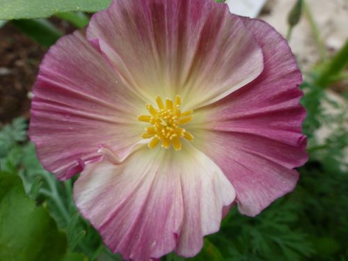 pink poppy flower garden summer