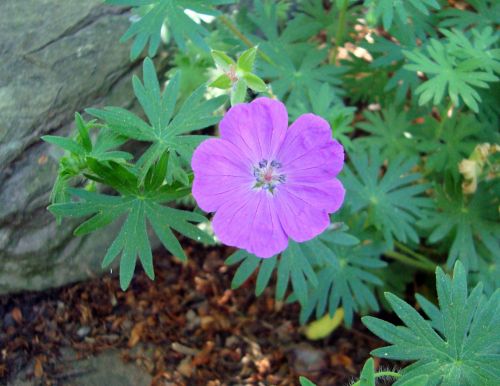 Pink &quot;musk Mallow&quot; Flower