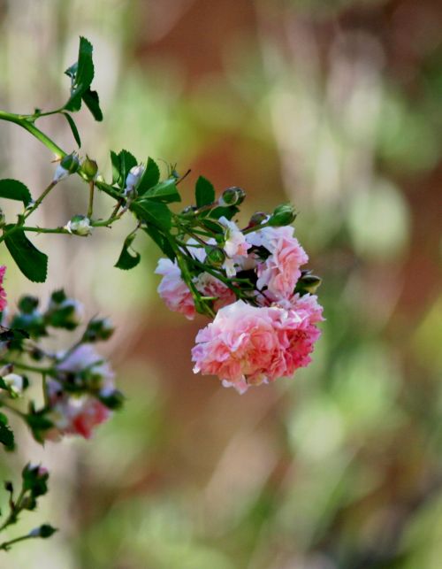 Pink Rambling Rose