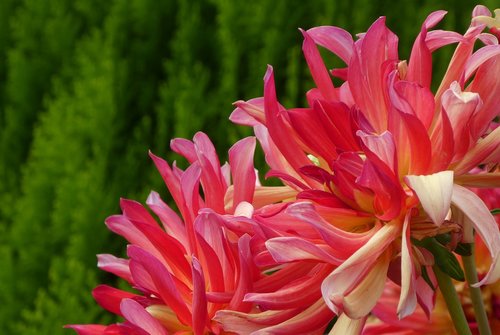 pink rays  dahlias  flowers