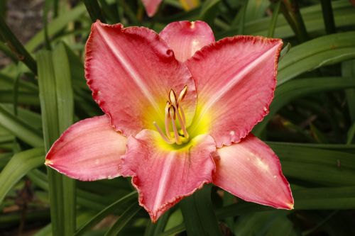 Pink Red Lily