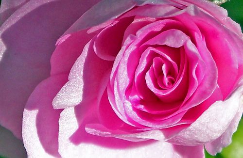 Pink Rose