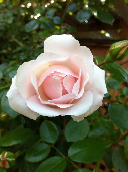 pink rose pale pink flower