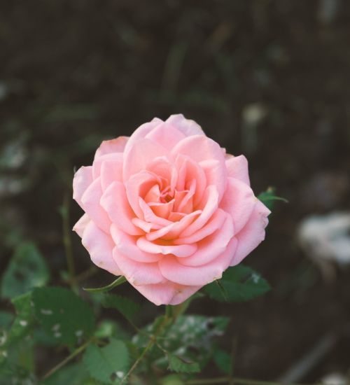 pink rose rose flora