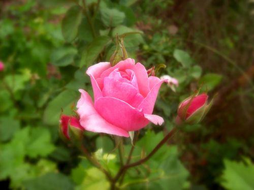 Pink Rose