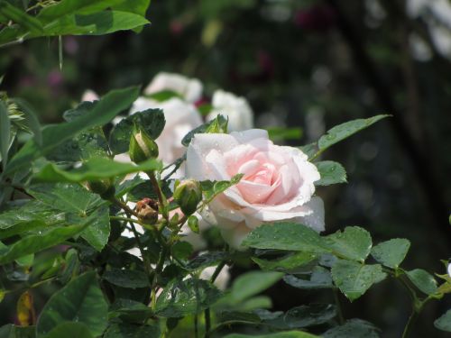 Pink Roses