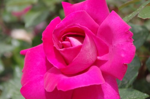 Pink Rose