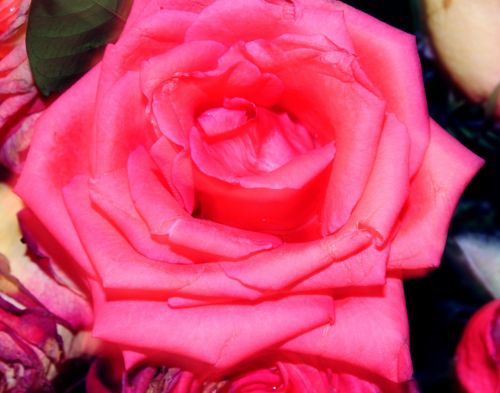 Pink Rose