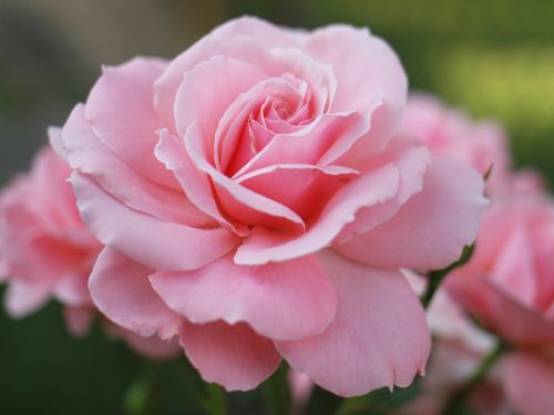 Pink Rose