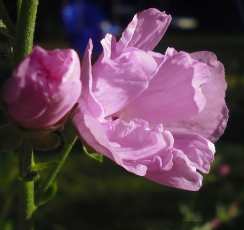 Pink Flower