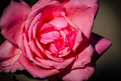 Pink Rose