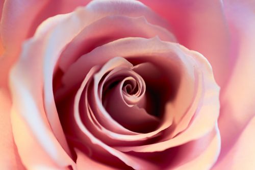 Pink Rose