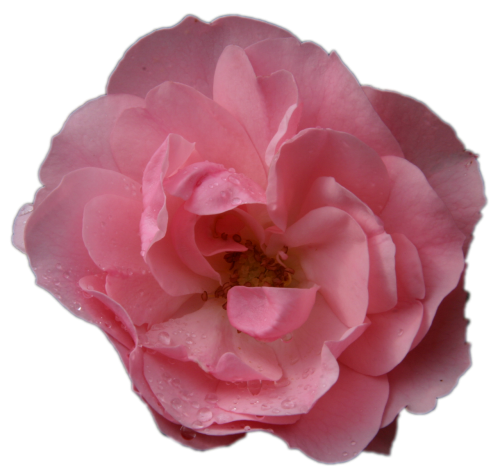 pink rose flower macro