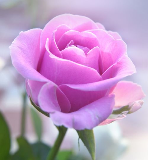 Pink Rose