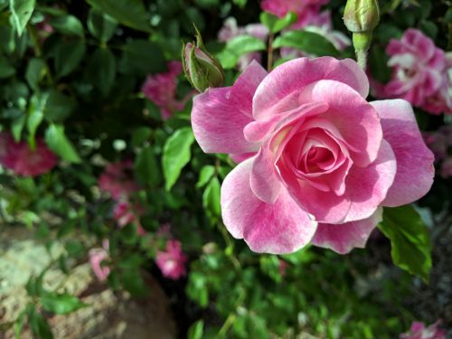 Pink Rose