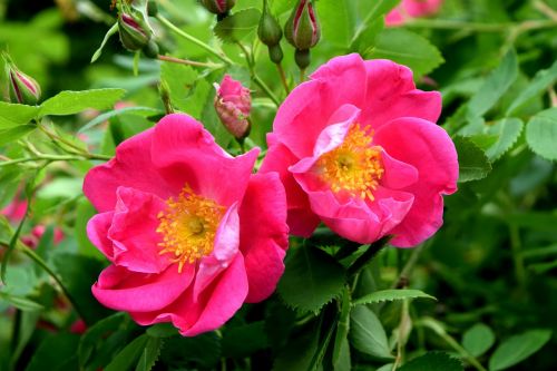 pink rose rose bush blooming