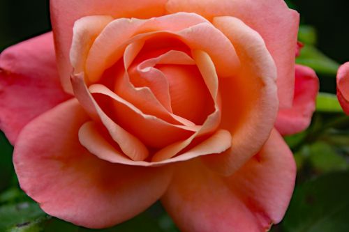 pink rose rose pink