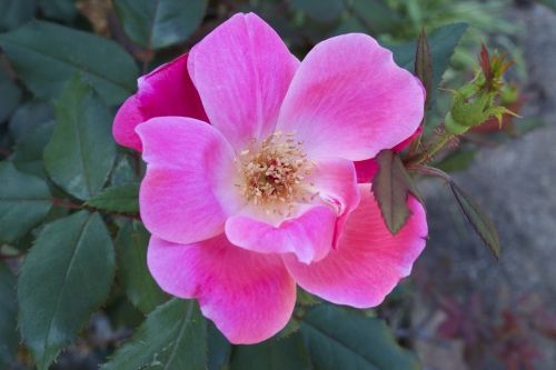 pink rose rose flower