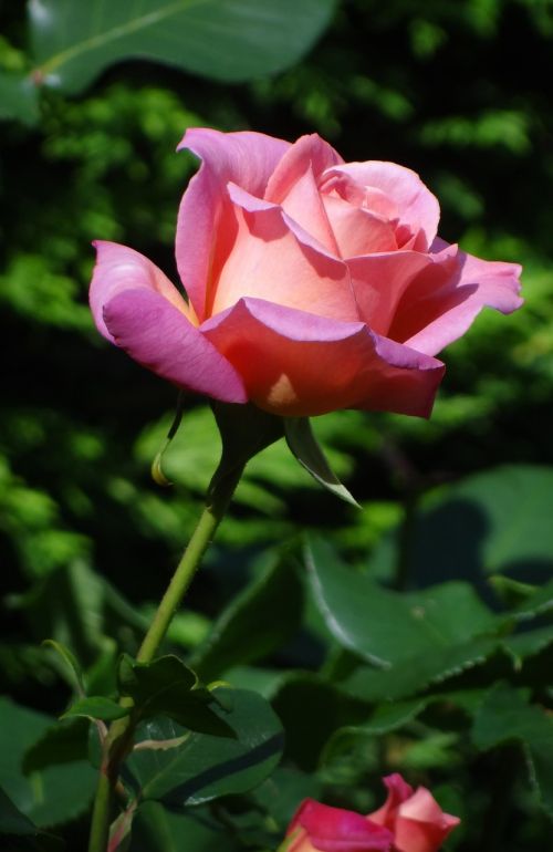 pink rose rose summer flower