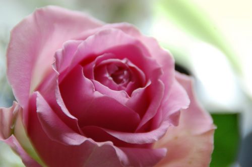 pink rose ros romantically