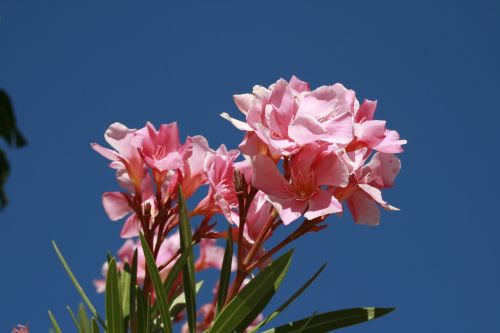 pink rose flower floral