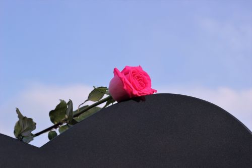 pink rose heart gravestone love
