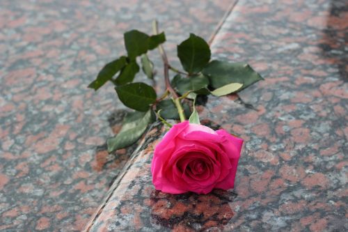 pink rose red marble gravestone