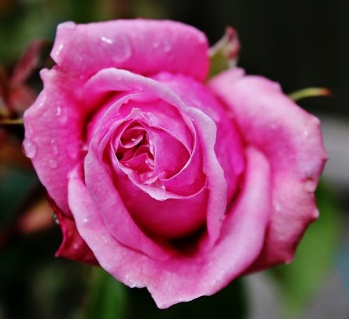 pink rose plant pink