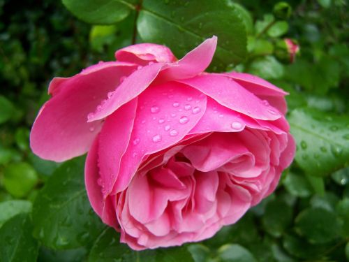 pink rose rose esőcseppes garden