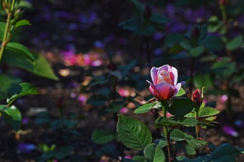 pink rose chicago botanic gardens flowers