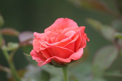 pink rose flower grace