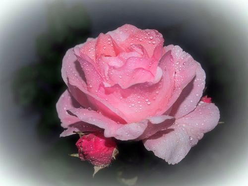 pink rose ros flower