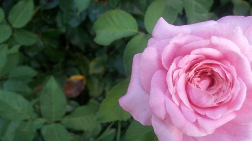 pink rose leaf flower