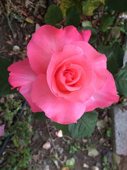 pink rose garden flower