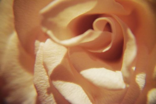 pink rose rose petals soft