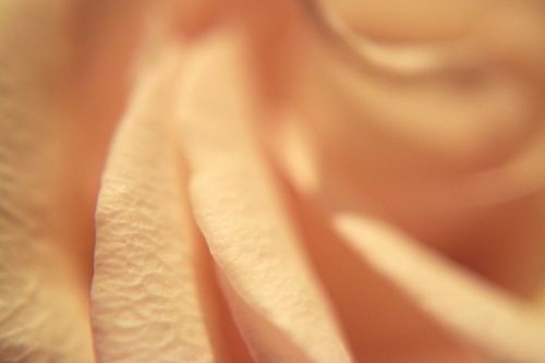 pink rose rose petals soft
