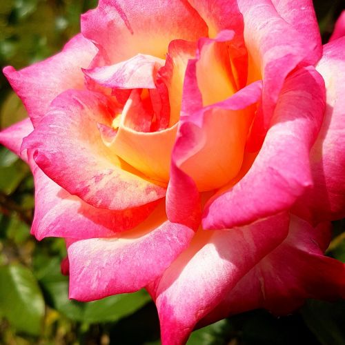 pink rose rose blooms blossom