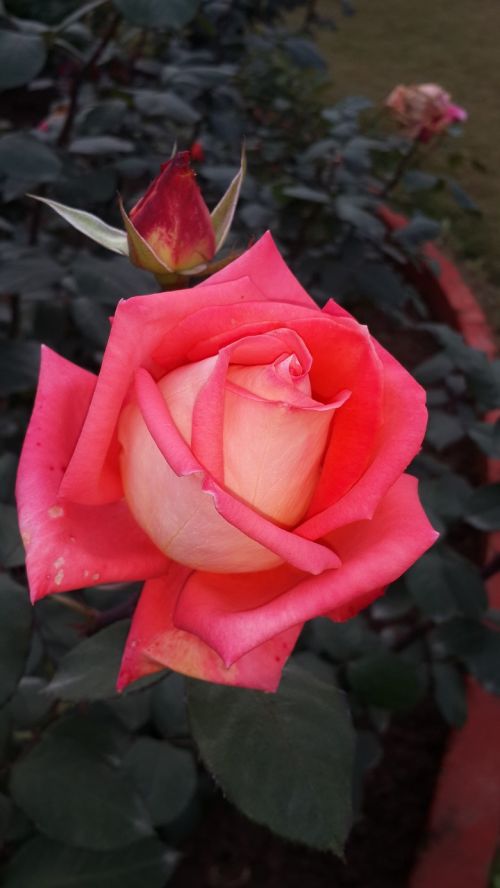 pink rose beauty of nature flower