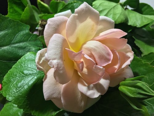 pink rose  white rose  beauty