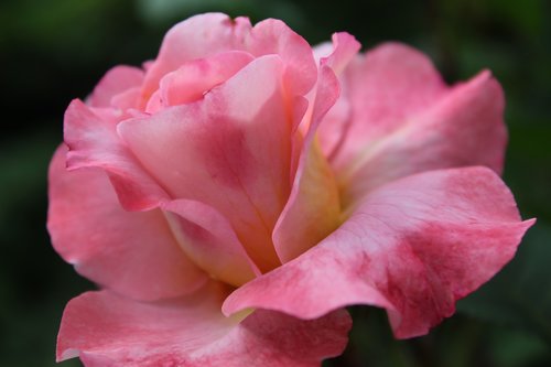 pink rose  rose  love
