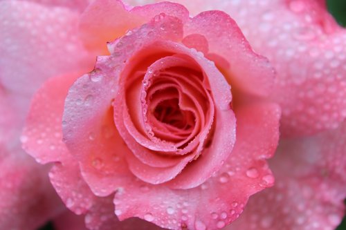 pink rose  rose  raindrop