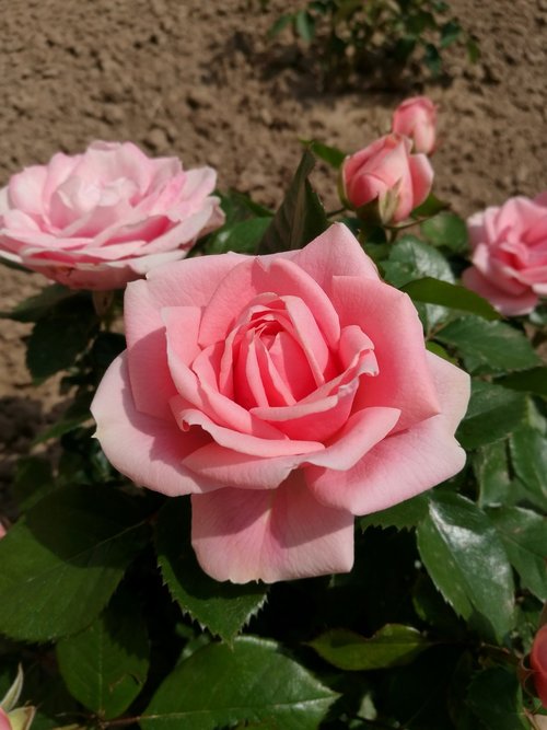 pink rose  macro  summer