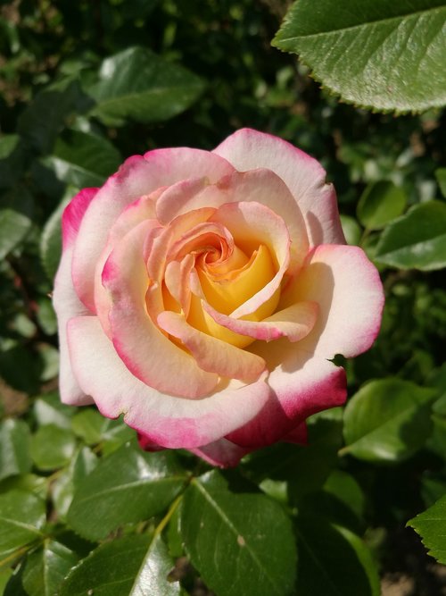 pink rose  macro  summer